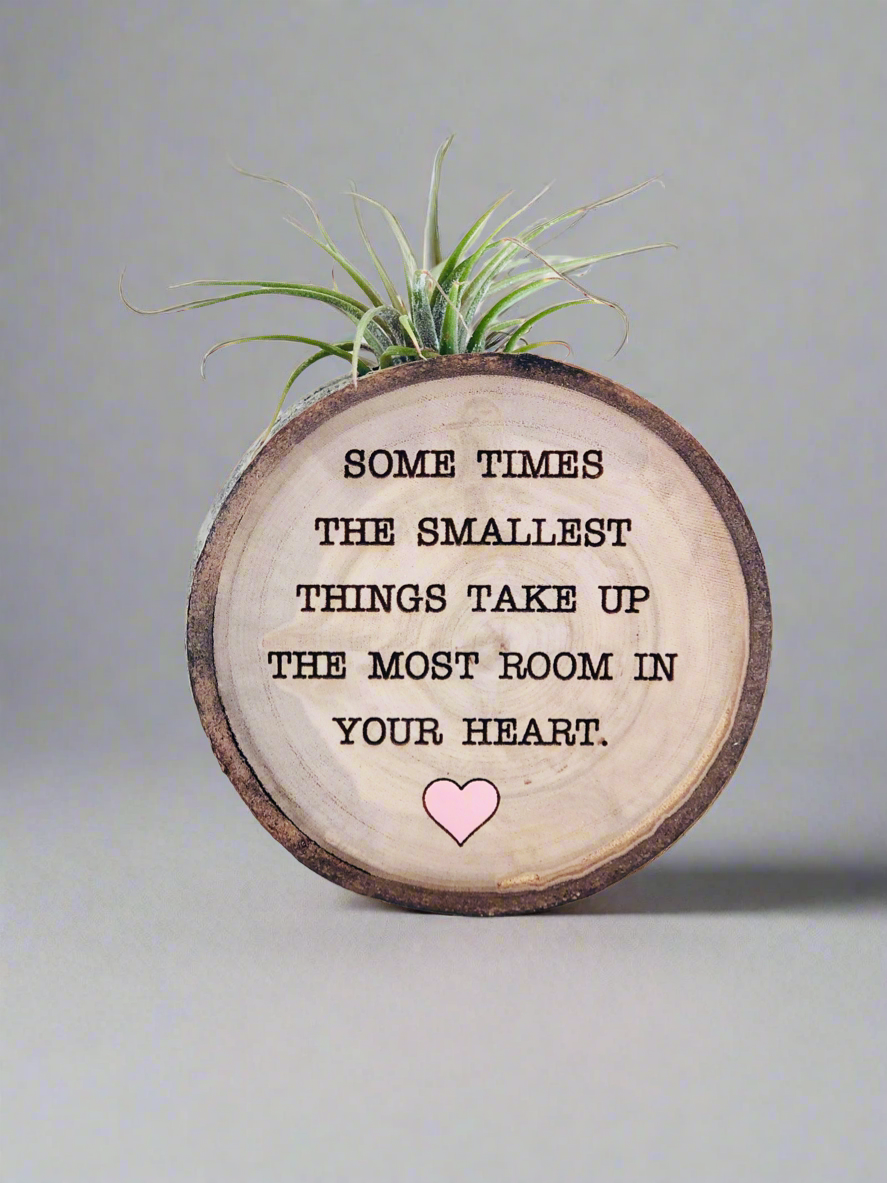 circle air plant magnet The Smallest Things