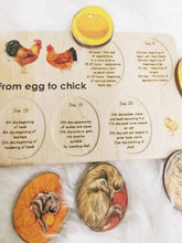 Load image into Gallery viewer, Chicken development wooden puzzle - littlelightcollective