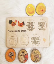 Load image into Gallery viewer, Chicken development wooden puzzle - littlelightcollective
