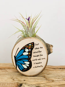 Handpainted Wooden Air plant magnet Butterfly - littlelightcollective