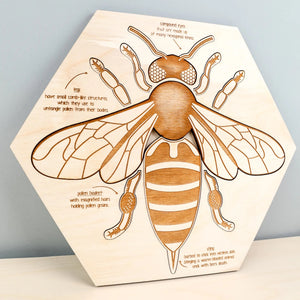 Bee Anatomy Wooden Puzzle - littlelightcollective