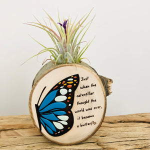 Handpainted Wooden Air plant magnet Butterfly - littlelightcollective